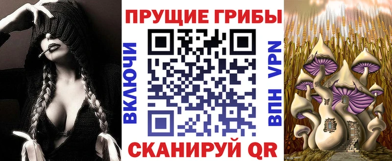 дарнет шоп  Сураж  Псилоцибиновые грибы мицелий 
